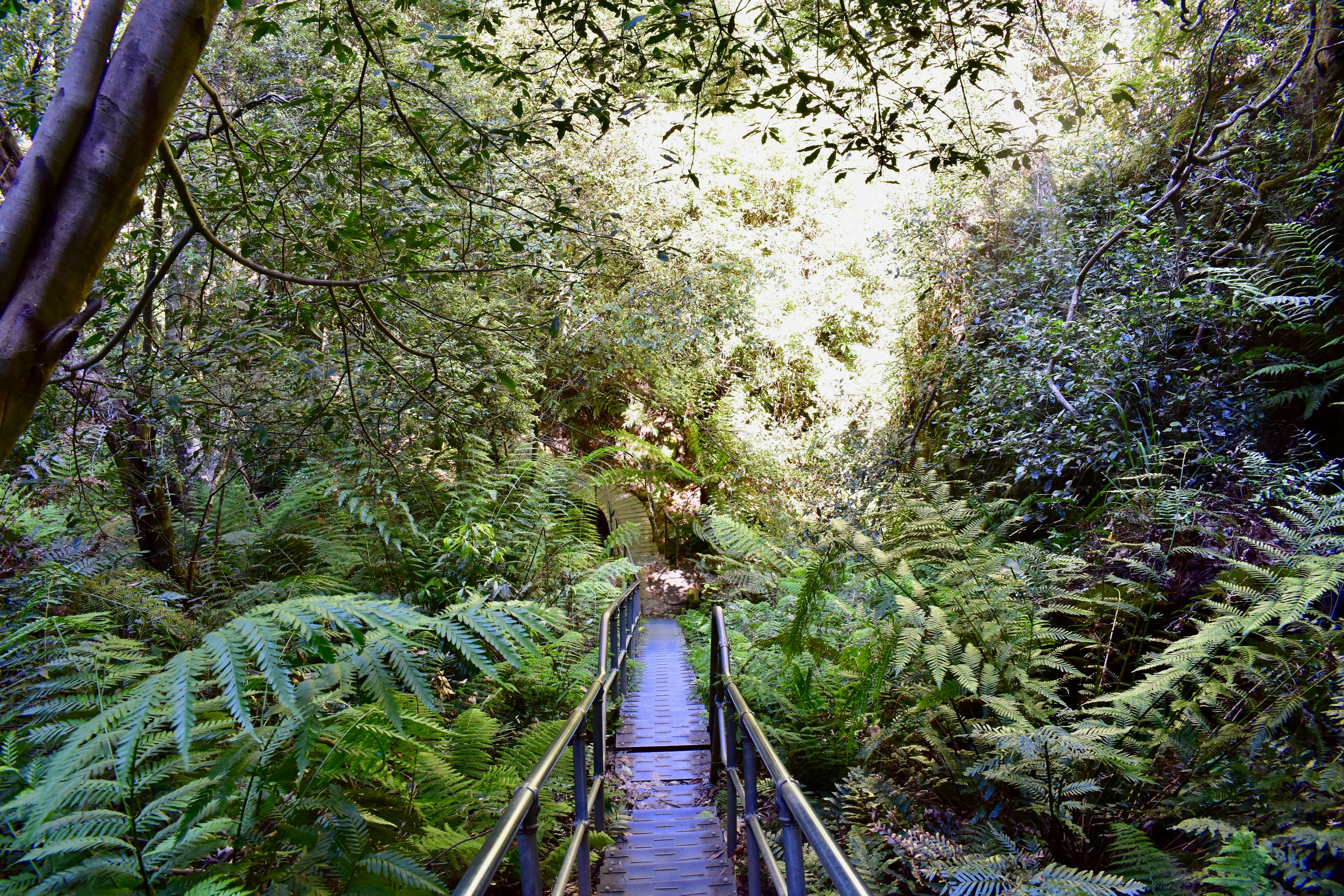 Forest surroundings